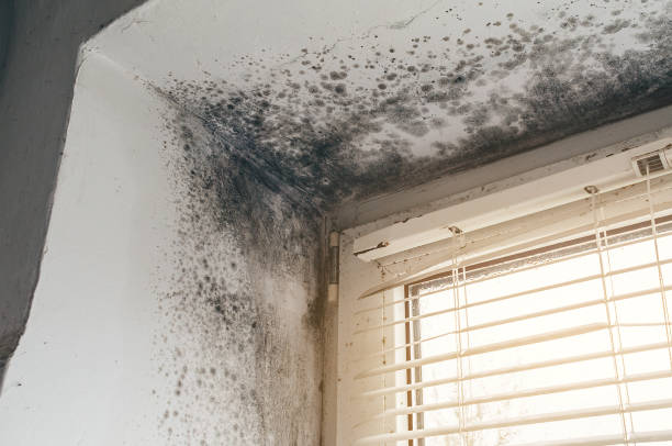 Affordable Mold Cleanup solutions in Muskegon, MI