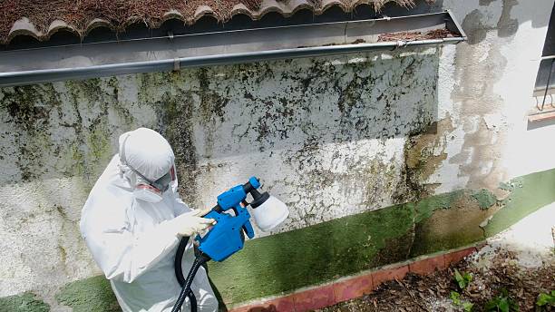 Top rated local Mold Cleanup specialists in Muskegon, MI